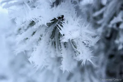 Начало зимы : первый снег , Beginning of winter: the first snow | Beautiful  places, Snow, Outdoor картинки