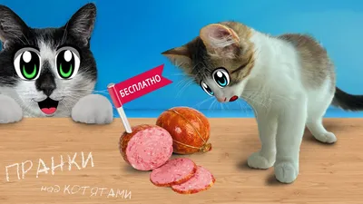 ПРАНКИ НАД КОТЯТАМИ! СМЕШНЫЕ КОТИКИ ЮГИ и ЯНИ РАЗЫГРАНЫ! КОТ МАЛЫШ и КОШКА  МУРКА и НОВЫЕ ПРИКОЛЫ - YouTube картинки