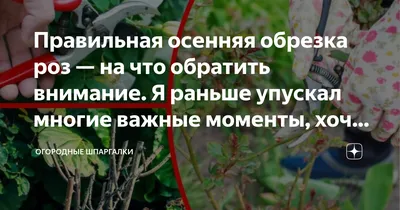 Правильная осенняя обрезка роз — на что обратить внимание. Я раньше упускал  многие важные моменты, хочу предостеречь всех | Огородные шпаргалки | Дзен картинки