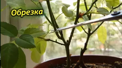 Китайская роза – обрезка и формирования кроны. Правила обрезки Гибискуса. -  YouTube картинки