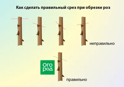 Обрезка роз осенью после цветения – полезные советы и подробная инструкция  для начинающих | В цветнике (Огород.ru) картинки