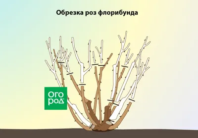 Обрезка роз весной – советы для начинающих цветоводов (с видео) | В  цветнике (Огород.ru) картинки