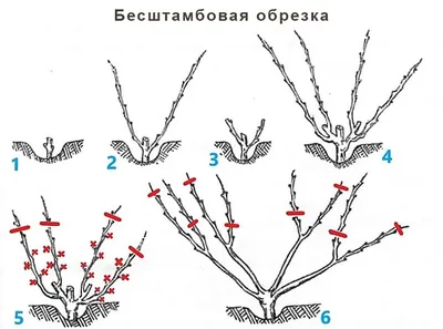 Обрезка винограда весной - сроки и техника проведения, инструкция картинки