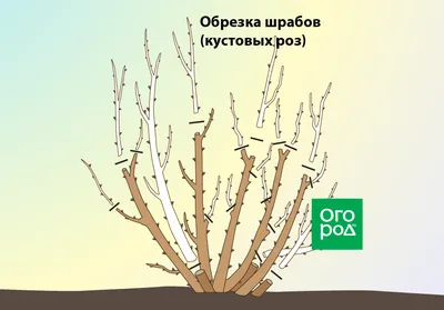 Обрезка роз осенью после цветения – полезные советы и подробная инструкция  для начинающих | В цветнике (Огород.ru) картинки