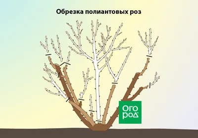 Обрезка роз осенью после цветения – полезные советы и подробная инструкция  для начинающих | В цветнике (Огород.ru) картинки