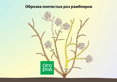 Обрезка роз осенью после цветения – полезные советы и подробная инструкция  для начинающих | В цветнике (Огород.ru) картинки