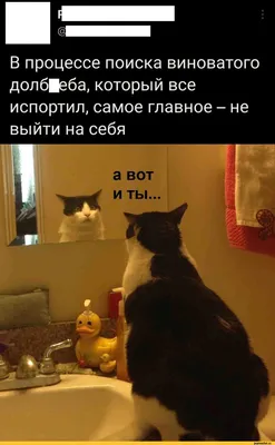 котан (прикольные картинки с кошками) / смешные картинки и другие приколы:  комиксы, гиф анимация, видео, лучший интеллектуальный юмор. картинки