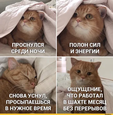 котик (прикольные картинки с кошками) / смешные картинки и другие приколы:  комиксы, гиф анимация, видео, лучший интеллектуальный юмор. картинки