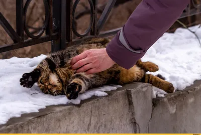 Сдаюсь, сдаюсь\" / одесские котики :: котэ (прикольные картинки с кошками) /  смешные картинки и другие приколы: комиксы, гиф анимация, видео, лучший  интеллектуальный юмор. картинки