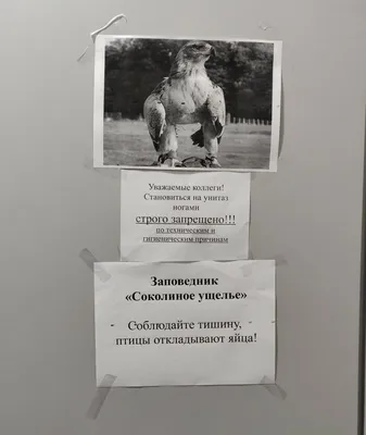 Офис (сериал, 1-9 сезоны, все серии), 2005-2013 — описание, интересные  факты — Кинопоиск картинки