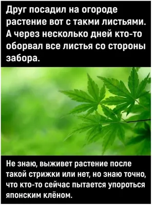 Волшебная капуста. #юмор #капуста... - Мемы/Комиксы/Приколы | Facebook картинки