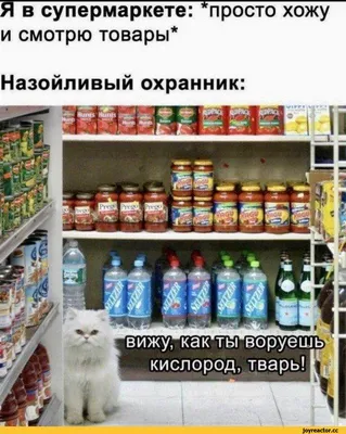 Я в супермаркете: *просто хожу и смотрю товары* Назойливый охранник: /  магазин :: котэ (прикольные картинки с кошками) / смешные картинки и другие  приколы: комиксы, гиф анимация, видео, лучший интеллектуальный юмор. картинки