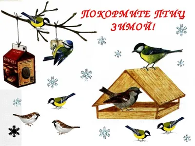 Акция «Покормите птиц зимой!» - частная школа Ступени картинки