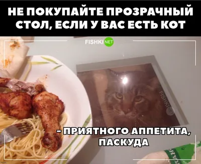 💥КОТ МАРКИЗ💥 | 😻Приятного аппетита, друзья🍱 #markizpanamera #приколы  #питомец #pets #мяу-блог #коткошка #жизньвкайф #лайк #пушистыелюбимцы  #хахаха | Дзен картинки