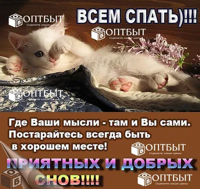 Прикольные открытки \"Спокойной ночи!\" (229 шт.) картинки