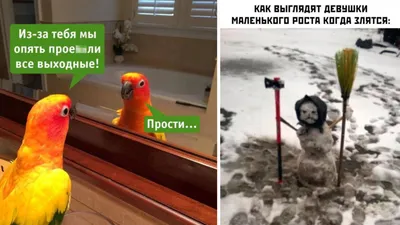 Приколы про современных девушек картинки