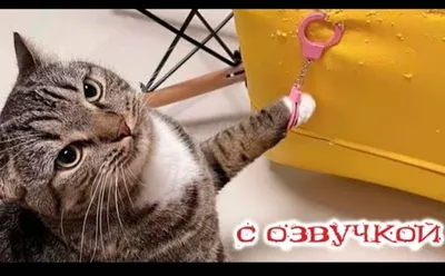 Смешные моменты с животными 🐯 Приколы с котами и собаками 🐶 🐱 | Смех и  грех🦝🐱🐕 | Дзен картинки