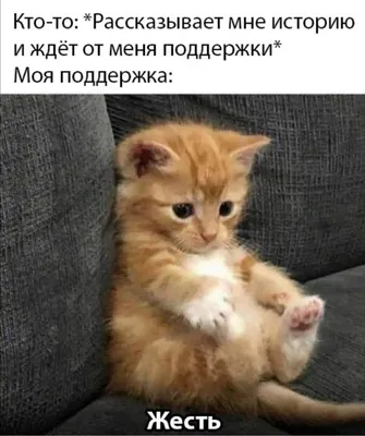 мемы #мемы2021 #котики #кот #приколы #MNмем | Instagram картинки