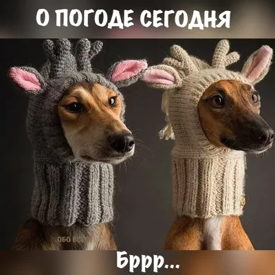 мем#memsindia #мемы #мемчики #memes #mem #пошлыемемы #мемас #смешно #приколы  #memes #memsindia | Instagram картинки