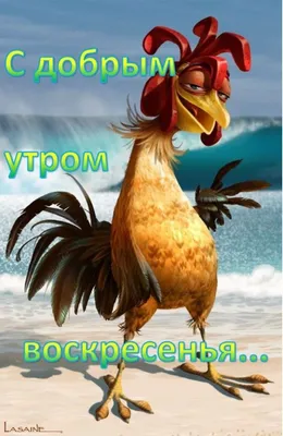 с воскресеньем вас. #юмор приколы #коты приколы #собаки# | TikTok картинки