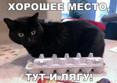 хаха #юмор #приколы #картинки #картинкадня #котики #котыприколы  #котыправятмиром #жиза #животные #жизненно | Instagram картинки