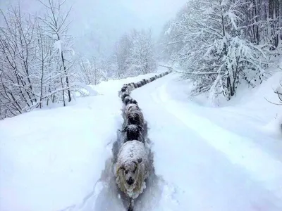 Подборка автомобильных приколов (30 фото) картинки