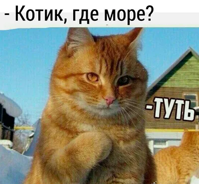 Коты и компьютеры. Приколы с котами. | интернет-магазин ОС КОМ картинки