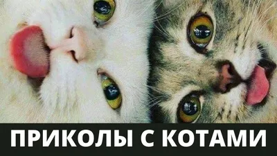 Приколы про котов воителей | Fandom картинки