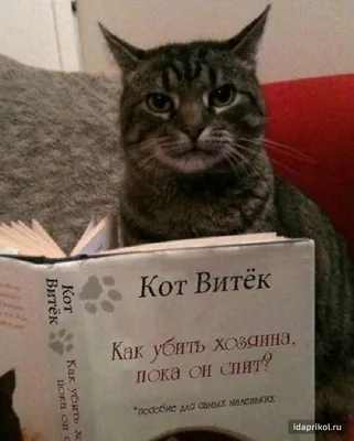 коты (прикольные картинки с кошками) / смешные картинки и другие приколы:  комиксы, гиф анимация, видео, лучший интеллектуальный юмор. картинки