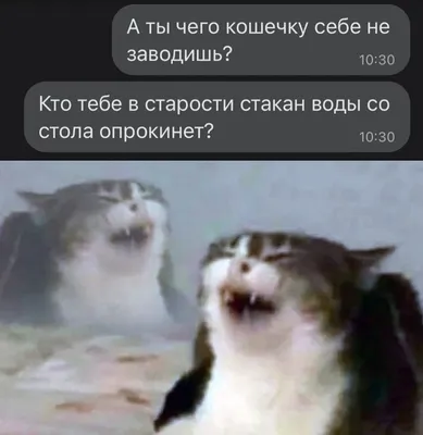 Так как я не нашла годных приколов без котов,то держите приколы с котами🌚👌  | Юмор Амино Amino картинки