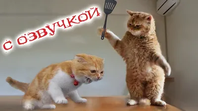 Приколы с котами 😆😺😺 | TikTok картинки