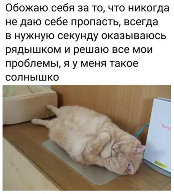 Создать мем \"коты, кошки, приколы с котами\" - Картинки - Meme-arsenal.com картинки