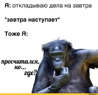 Region777msk - #приколы #обезьяна #monkey #prikol... | Facebook картинки