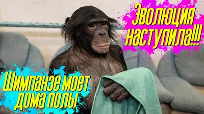 Приколы с животными | Шимпанзе Боня vs Александр Овечкин | Сборная России  НХЛ - YouTube картинки