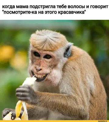 Region777msk - #приколы #обезьяна #monkey #prikol... | Facebook картинки