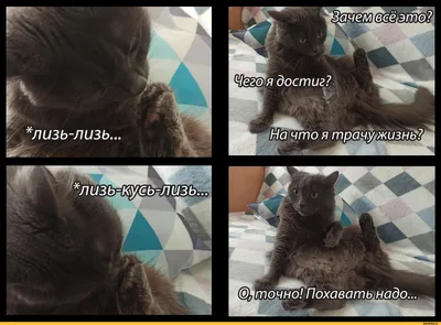 лизь-лизь вввгэто. ШШя достиг? на что я трсммжизн / смысл жизни :: котэ ( прикольные картинки с кошками) / смешные картинки и другие приколы:  комиксы, гиф анимация, видео, лучший интеллектуальный юмор. картинки