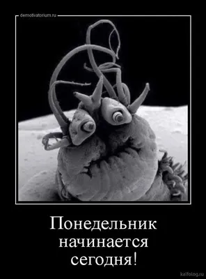 Приколы, картинки со смыслом без слов, чёрный юмор, саркам, анекдоты, мемы,  демотиваторы, гумор | Настоящие цитаты, Новые цитаты, Случайные цитаты картинки