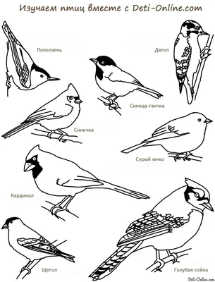 Раскраски, Птицы зимой. Картинки раскраски. Снегирь зимой. Раскраска для  печати. Птицы у кормушки. Распечатать раскраски на сайте. Птицы зимой для  детей. Лучшие раскраски. Птицы зимой из мультика. Скачать раскраски. Птица  на ветке. картинки