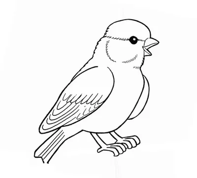 раскраски на тему зимующие птицы – Google Поиск | Bird coloring pages,  Coloring pages, Coloring books картинки