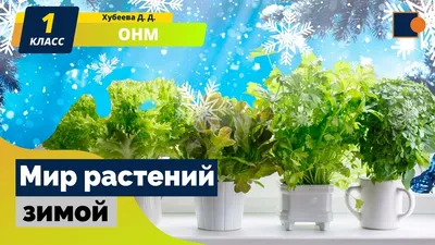 Ветка сирени зимой | Сирень, Растения, Зима картинки