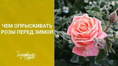 Мы больше не боимся, что розы погибнут зимой: проводим быструю подкормку  без вреда для цветов | Фаско – надежный уход за садом-огородом | Дзен картинки