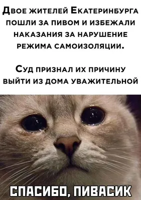 Кружка \"надписи приколы уставший кот - 9524\", 330 мл - купить по доступным  ценам в интернет-магазине OZON (519115286) картинки