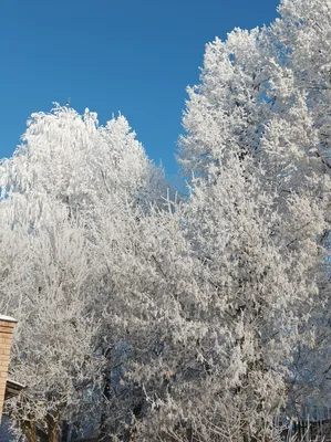 Открытка с днем рождения зима - 60 фото картинки