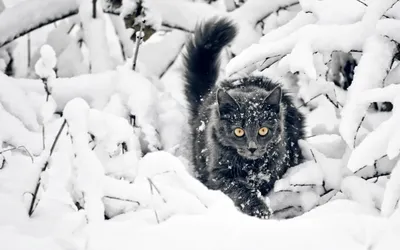 Скачать обои зима, солнце, снег, горы, солнечные лучи на рабочий стол из  раздела картинок Обои на телефон картинки