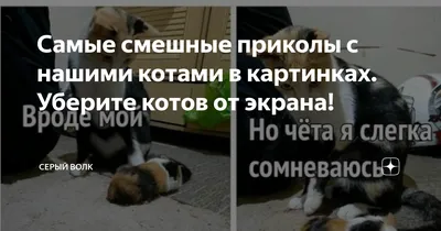 Самые смешные приколы с нашими котами в картинках. Уберите котов от экрана!  | Серый волк | Дзен картинки