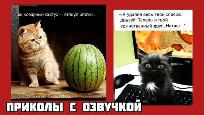 Не растут на ёлке в арбузах иголки, только котики растут . смешные картинки  приколы с озвучкой 🤣 - YouTube картинки