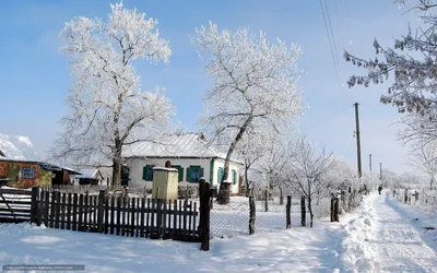 Картинки макро, елка, ель, елочка, снег, голубой, зима, snow, winter, обои,  широкоформатные, полноэкранные, широкоэкранные, hd wallpapers, background,  wallpaper - обои 1280x1024, картинка №75590 картинки