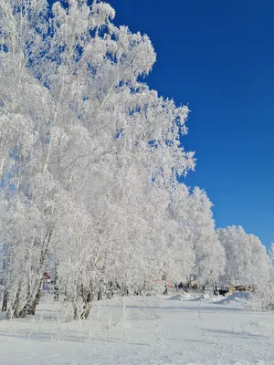 ❄️ Ой! ❄️Какая сказочная зима!!! ❄️ А в лесу красотища!!!! #зима  #снегурочка #лесзимой #логойск #логойскгорнолыжный #belarus #beautiful… |  Instagram картинки