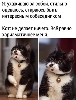 приколы с котами, смешные коты, приколы с животными, приколы про котов,  смешные животные, приколы, коты, | ДТП TIME | Дзен картинки