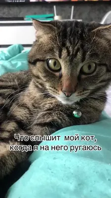 котэ (прикольные картинки с кошками) / смешные картинки и другие приколы:  комиксы, гиф анимация, видео, лучший интеллектуальный юмор. картинки